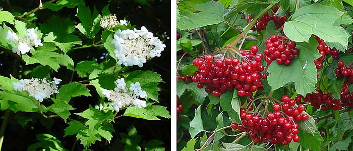 Viburnum_opulus