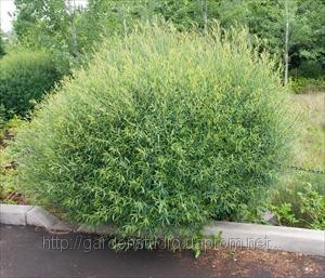 salix_purpurea_nana