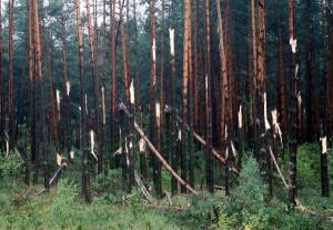 Фільм аб ліквідацыі наступстваў стыхіі ў лясным фондзе