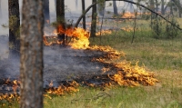 У Беларусі з пачатку года адбылося больш за 340 лясных пажараў