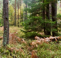 Белорусские разработки в области лесоводства интересны за рубежом — латвийский ученый