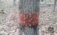 In the Bialowieza forest is monitoring the numbers of butterflies winter moth