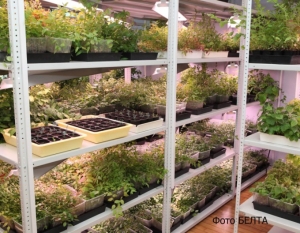 The biotechnology lab has begun accepting applications for the cultivation of seedlings of blueberry and Karelian birch for fall 2019-spring 2020