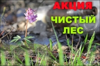 Action &quot;Clean forest&quot; will be held in Belarus on 7 October