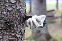 Action «Clean forest» takes place in Belarus