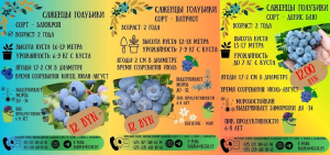Біятэхналагічная лабараторыя РЛСНЦ прапануе саджанцы дурніцы