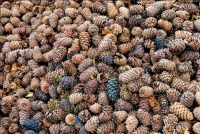 Started procurement and processing of cones of spruce and pine