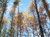 FAO experts will study the Belarusian experience of combating drying of pine plantations