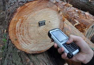 Систему электронного учета древесины планируется внедрить в Беларуси в 2021 году