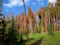 Brest, Gomel and the South of Minsk region suffered the most from the drying of pine plantations